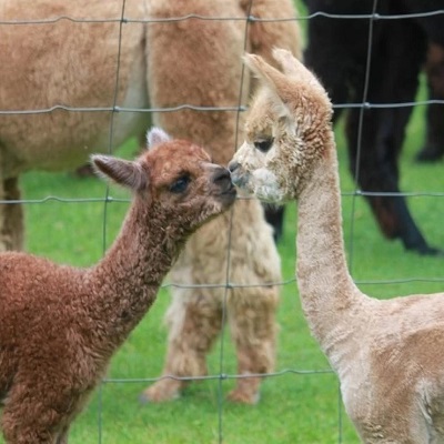 alpaca kisses